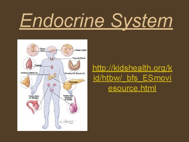 Endocrine System http: //kidshealth. org/k id/htbw/_bfs_ESmovi esource. html 