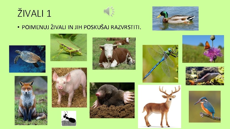 ŽIVALI 1 • POIMENUJ ŽIVALI IN JIH POSKUŠAJ RAZVRSTITI. 