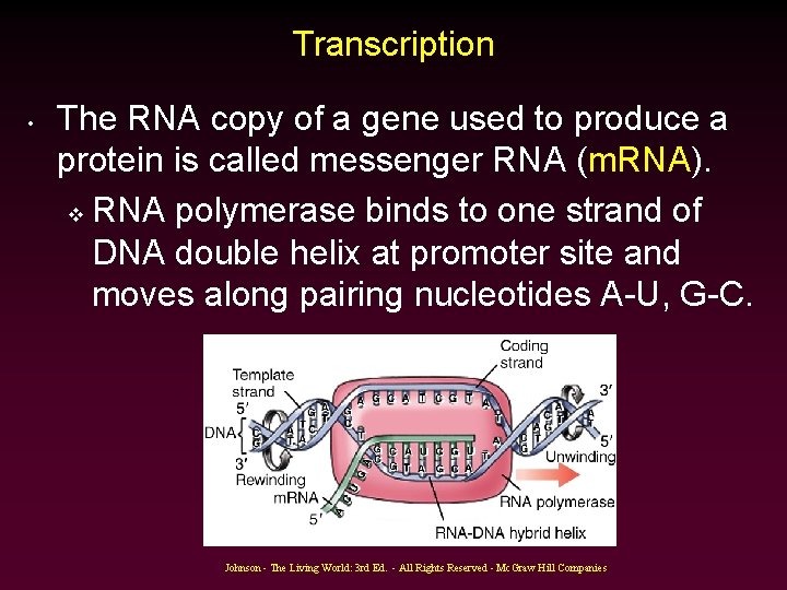 Transcription • The RNA copy of a gene used to produce a protein is Transcription • The RNA copy of a gene used to produce a protein is