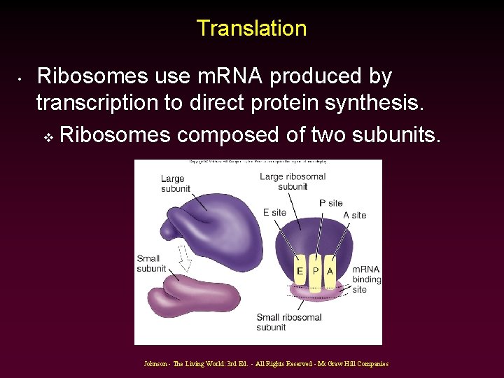 Translation • Ribosomes use m. RNA produced by transcription to direct protein synthesis. v Translation • Ribosomes use m. RNA produced by transcription to direct protein synthesis. v