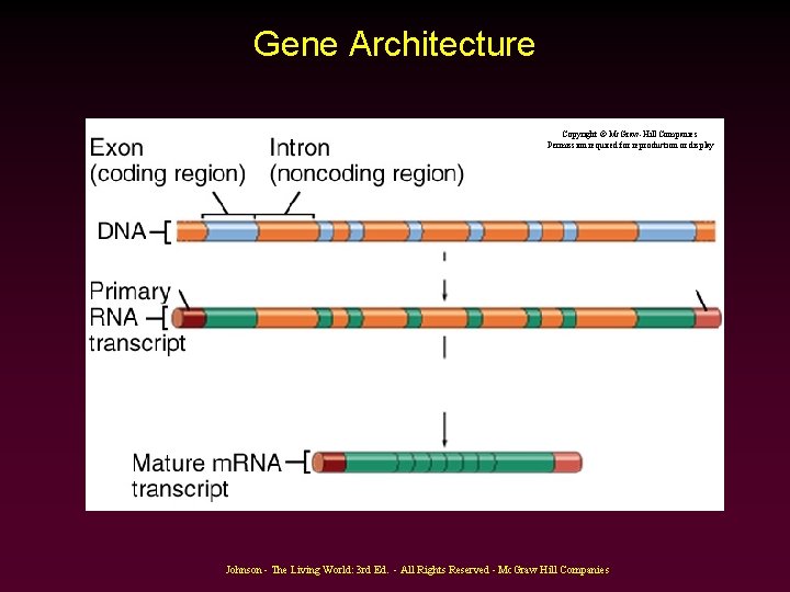 Gene Architecture Copyright © Mc. Graw-Hill Companies Permission required for reproduction or display Johnson Gene Architecture Copyright © Mc. Graw-Hill Companies Permission required for reproduction or display Johnson
