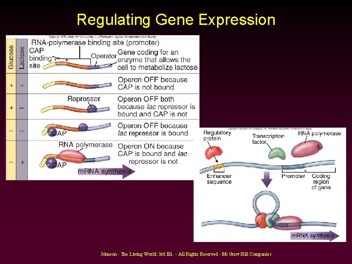 Regulating Gene Expression Johnson - The Living World: 3 rd Ed. - All Rights Regulating Gene Expression Johnson - The Living World: 3 rd Ed. - All Rights
