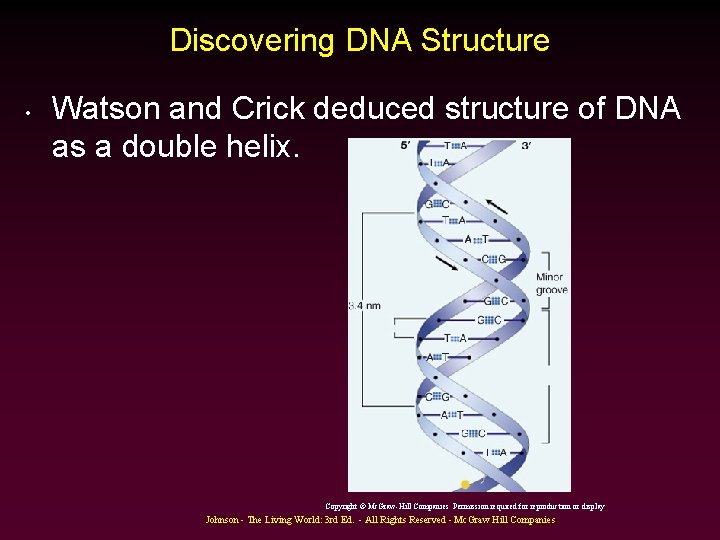 Discovering DNA Structure • Watson and Crick deduced structure of DNA as a double Discovering DNA Structure • Watson and Crick deduced structure of DNA as a double