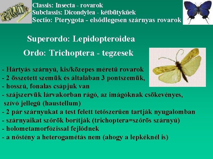 Classis: Insecta - rovarok Subclassis: Dicondylea - kétbütykűek Sectio: Pterygota - elsődlegesen szárnyas rovarok