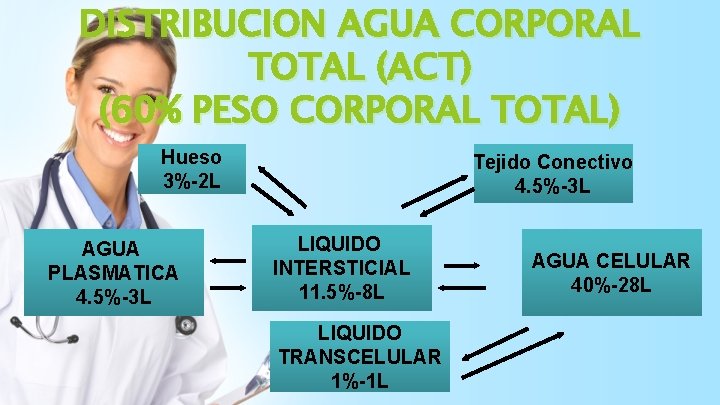 DISTRIBUCION AGUA CORPORAL TOTAL (ACT) (60% PESO CORPORAL TOTAL) Hueso 3%-2 L AGUA PLASMATICA