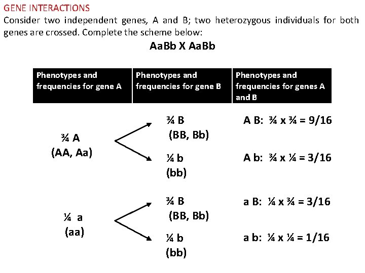 GENE INTERACTIONS Consider two independent genes, A and B; two heterozygous individuals for both