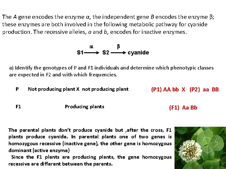 The A gene encodes the enzyme α, the independent gene B encodes the enzyme