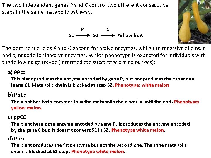 The two independent genes P and C control two different consecutive steps in the