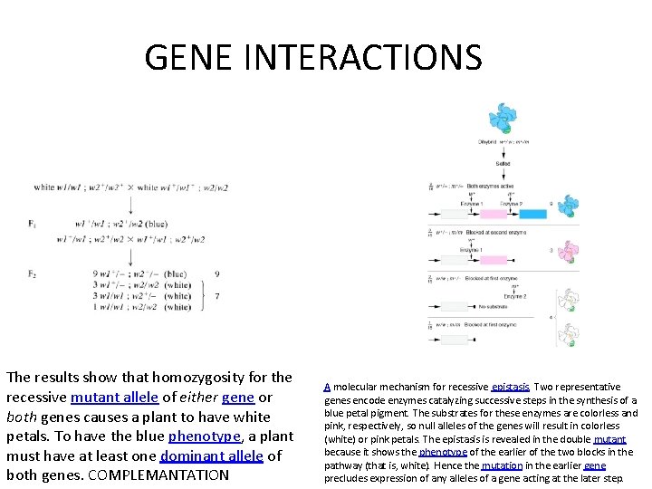 GENE INTERACTIONS The results show that homozygosity for the recessive mutant allele of either