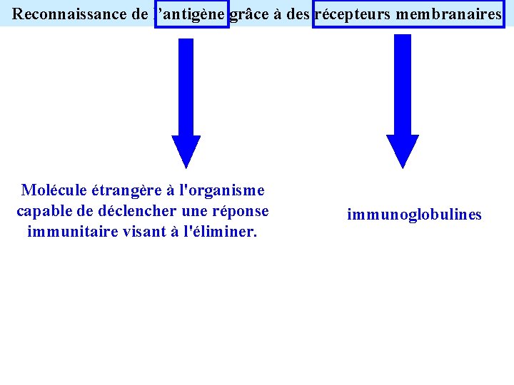 Reconnaissance de l’antigène grâce à des récepteurs membranaires Molécule étrangère à l'organisme capable de