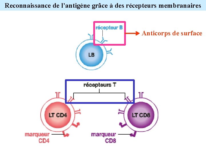 Reconnaissance de l’antigène grâce à des récepteurs membranaires Anticorps de surface 