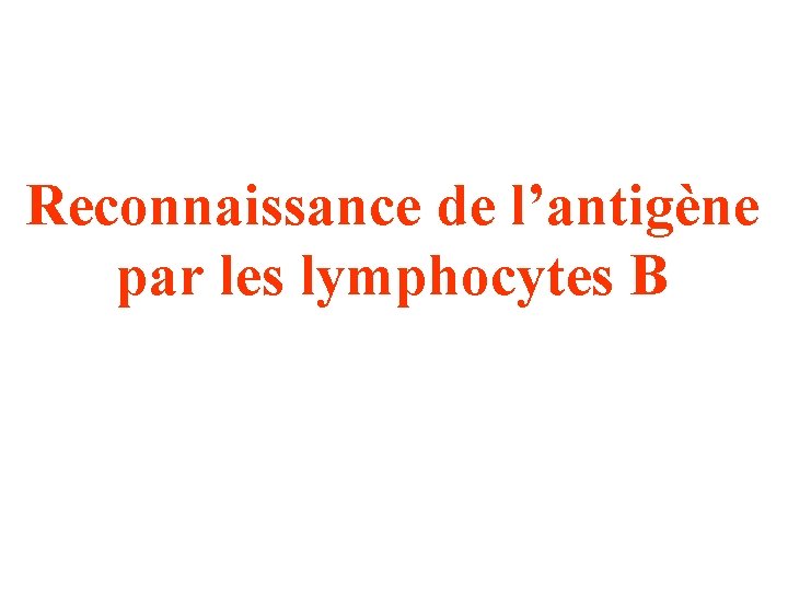 Reconnaissance de l’antigène par les lymphocytes B 