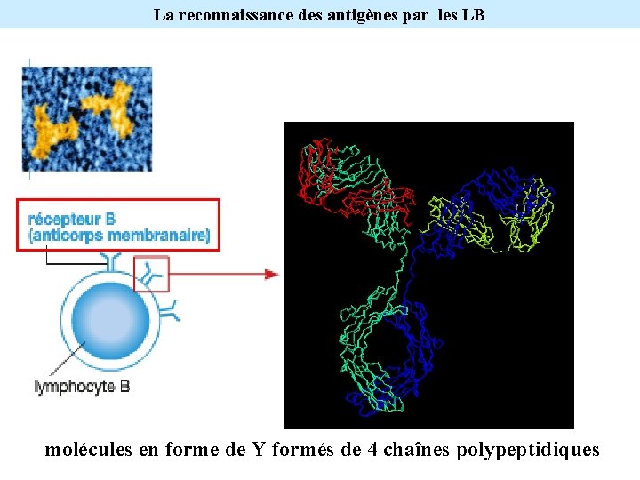 La reconnaissance des antigènes par les LB molécules en forme de Y formés de
