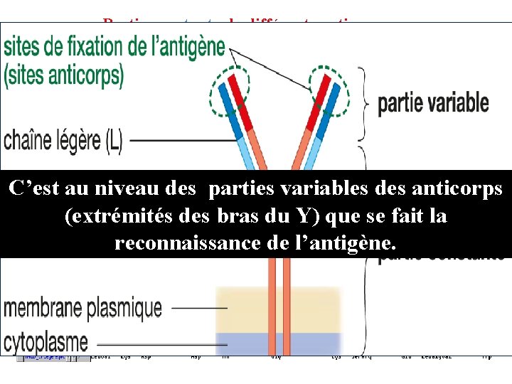 Partie constante de différents anticorps C’est au niveau des parties variables des anticorps Partie