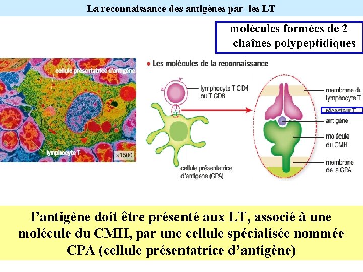 La reconnaissance des antigènes par les LT molécules formées de 2 chaînes polypeptidiques l’antigène