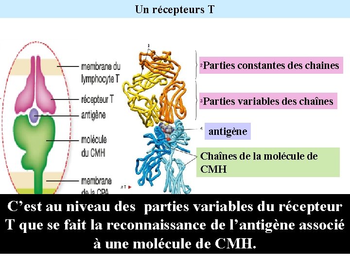 Un récepteurs T Parties constantes des chaines Parties variables des chaînes antigène Chaînes de