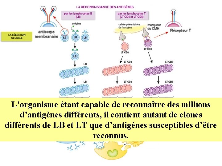 L’organisme étant capable de reconnaître des millions d’antigènes différents, il contient autant de clones