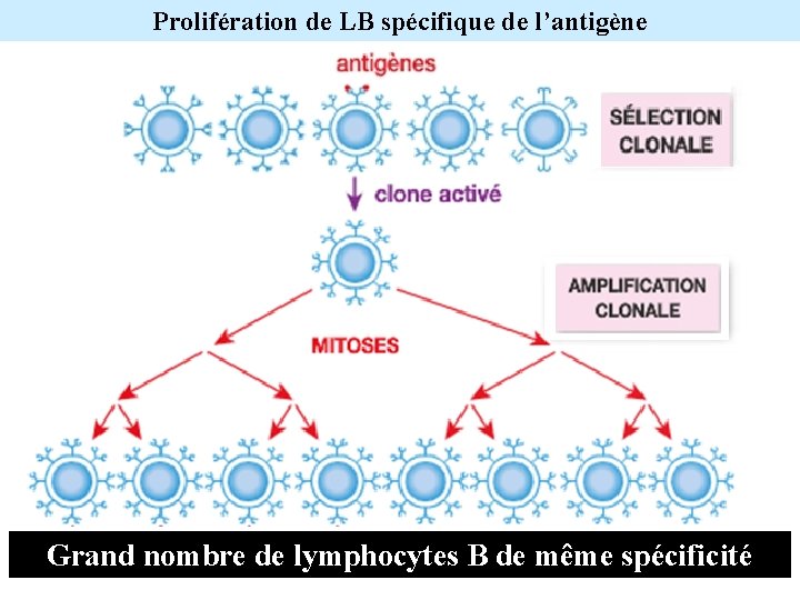 Prolifération de LB spécifique de l’antigène Grand nombre de lymphocytes B de même spécificité