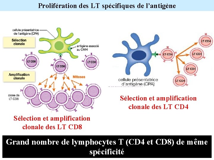 Prolifération des LT spécifiques de l’antigène Sélection et amplification clonale des LT CD 4