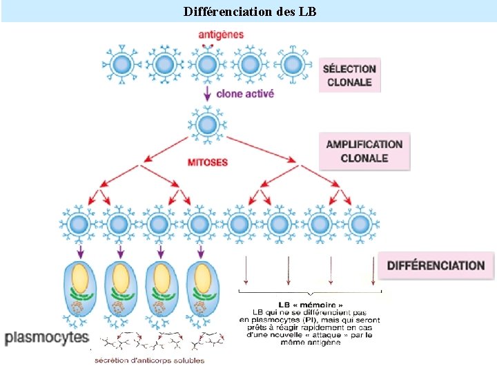 Différenciation des LB 