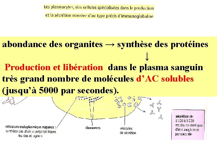 abondance des organites → synthèse des protéines ↓ Production et libération dans le plasma