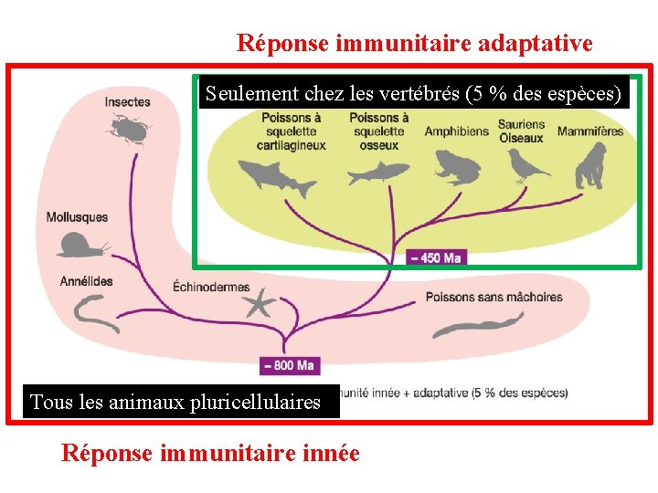 Réponse immunitaire adaptative Seulement chez les vertébrés (5 % des espèces) Tous les animaux