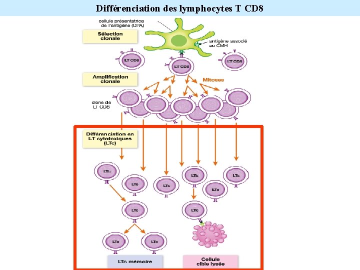 Différenciation des lymphocytes T CD 8 