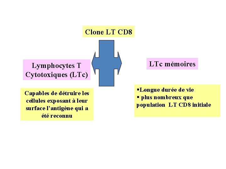 Clone LT CD 8 Lymphocytes T Cytotoxiques (LTc) Capables de détruire les cellules exposant