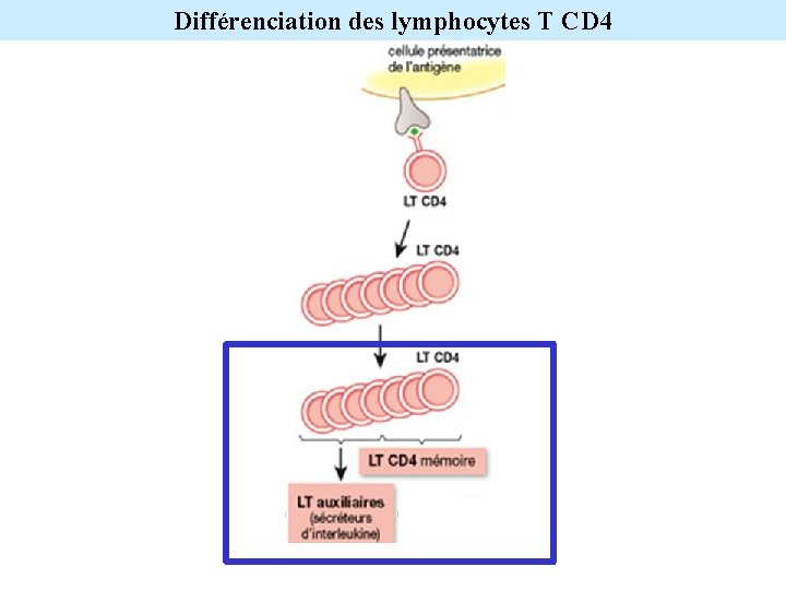 Différenciation des lymphocytes T CD 4 