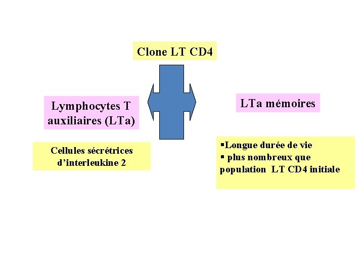 Clone LT CD 4 Lymphocytes T auxiliaires (LTa) Cellules sécrétrices d’interleukine 2 LTa mémoires
