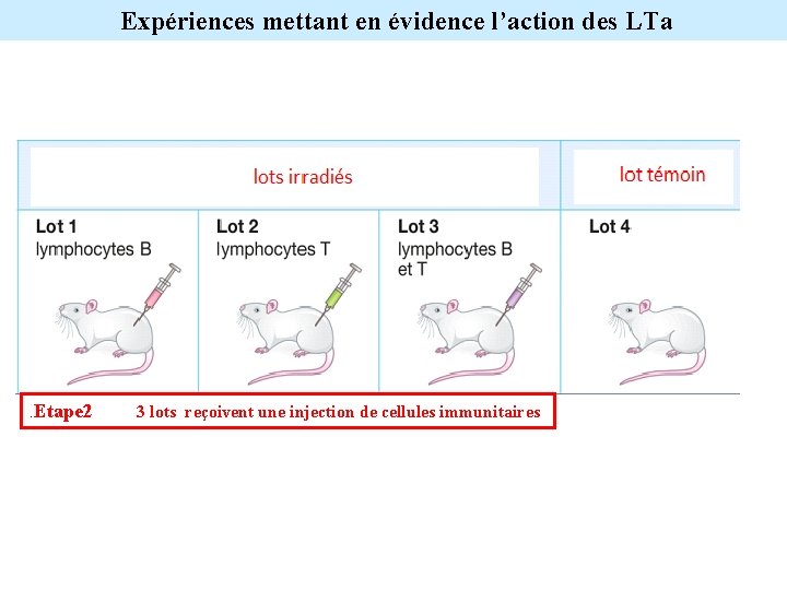 Expériences mettant en évidence l’action des LTa . Etape 2 3 lots reçoivent une