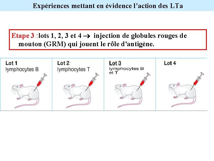 Expériences mettant en évidence l’action des LTa Etape 3 : lots 1, 2, 3