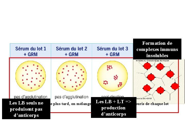 Formation de complexes immuns insolubles LBde + sérum LT => Les LB 4 seuls