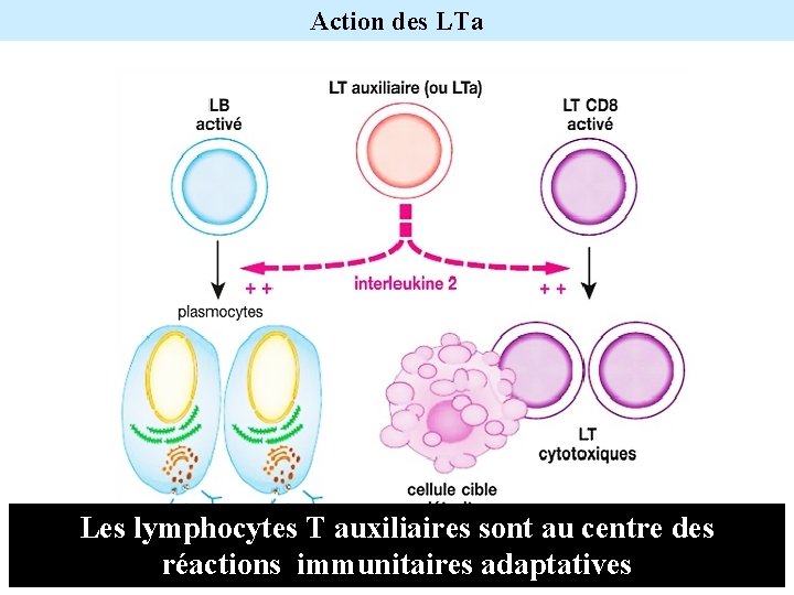 Action des LTa Les lymphocytes T auxiliaires sont au centre des réactions immunitaires adaptatives