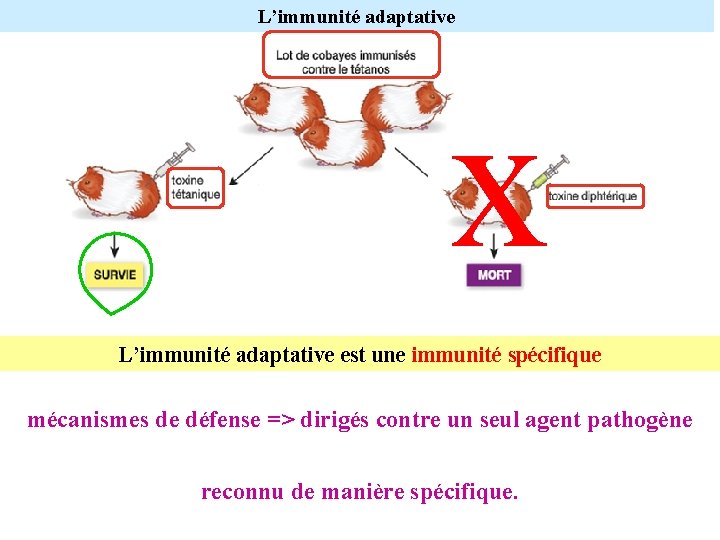 L’immunité adaptative x L’immunité adaptative est une immunité spécifique mécanismes de défense => dirigés