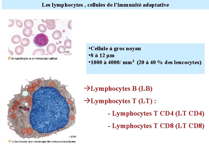 Les lymphocytes , cellules de l’immunité adaptative • Cellule à gros noyau • 8