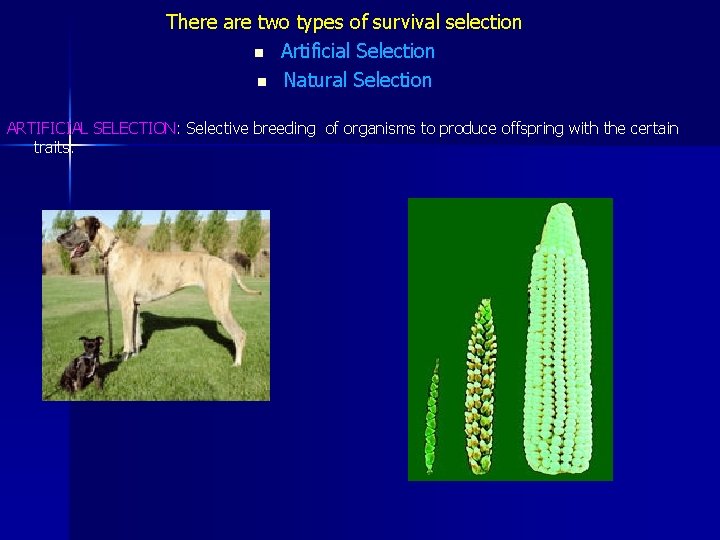 There are two types of survival selection n Artificial Selection n Natural Selection ARTIFICIAL