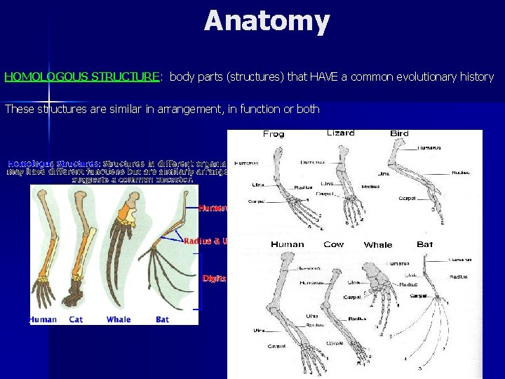 Anatomy HOMOLOGOUS STRUCTURE: body parts (structures) that HAVE a common evolutionary history These structures
