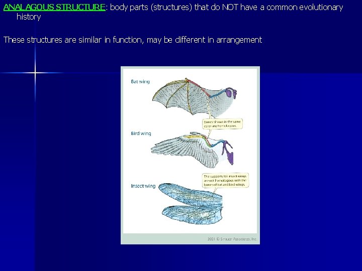 ANALAGOUS STRUCTURE: body parts (structures) that do NOT have a common evolutionary history These