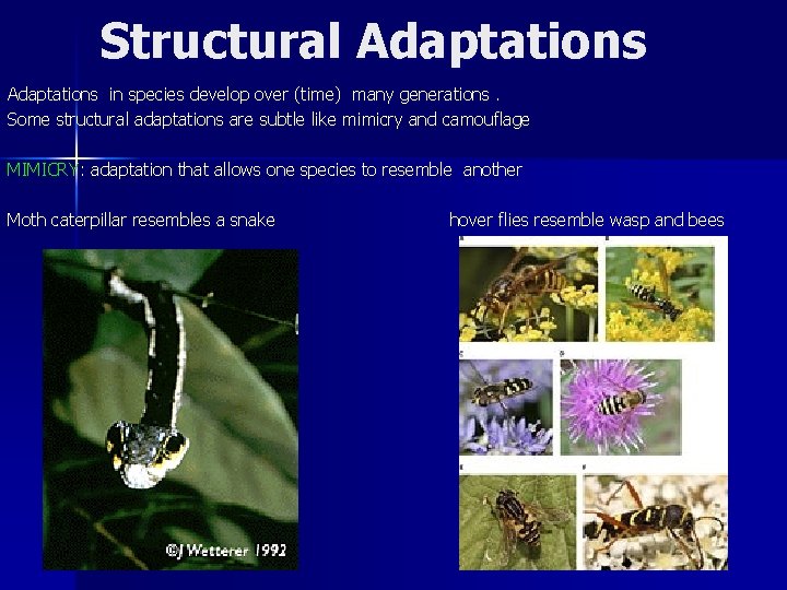 Structural Adaptations in species develop over (time) many generations. Some structural adaptations are subtle