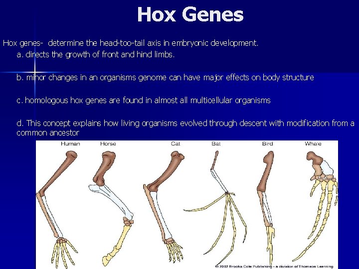 Hox Genes Hox genes- determine the head-too-tail axis in embryonic development. a. directs the