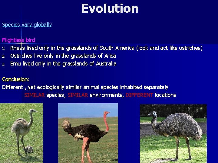 Evolution Species vary globally Flightless bird 1. Rheas lived only in the grasslands of