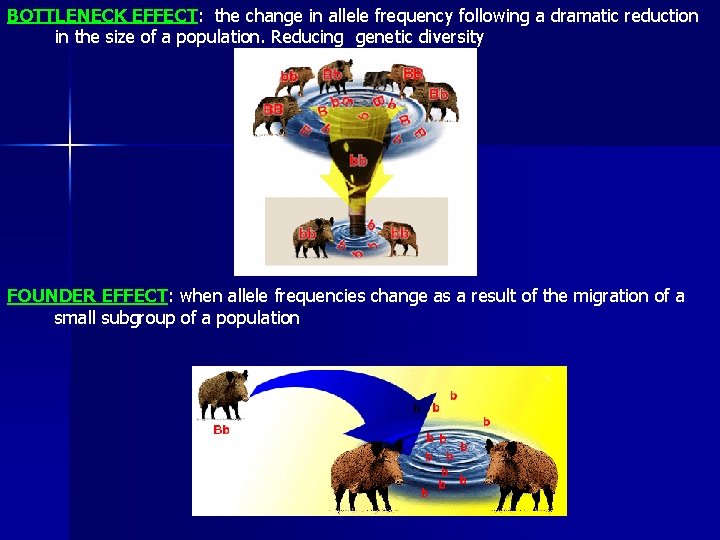 BOTTLENECK EFFECT: the change in allele frequency following a dramatic reduction in the size