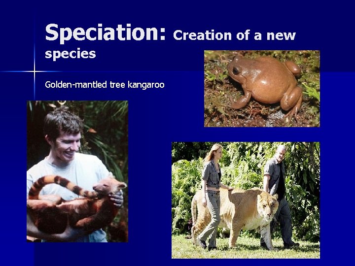 Speciation: Creation of a new species Golden-mantled tree kangaroo 