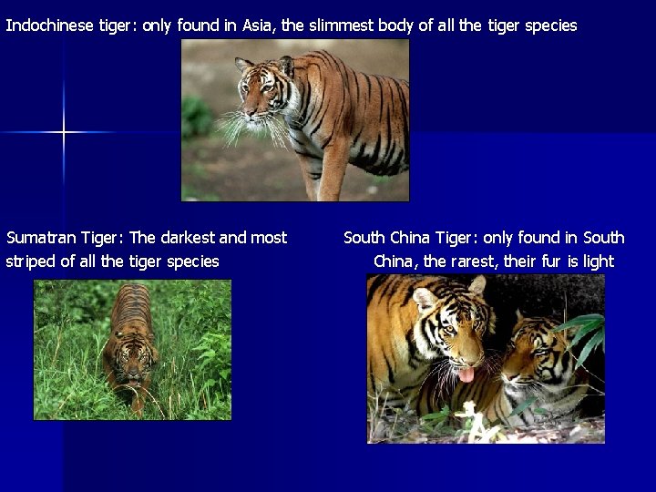 Indochinese tiger: only found in Asia, the slimmest body of all the tiger species