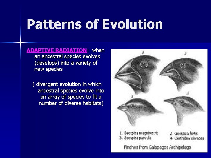 Patterns of Evolution ADAPTIVE RADIATION: when an ancestral species evolves (develops) into a variety