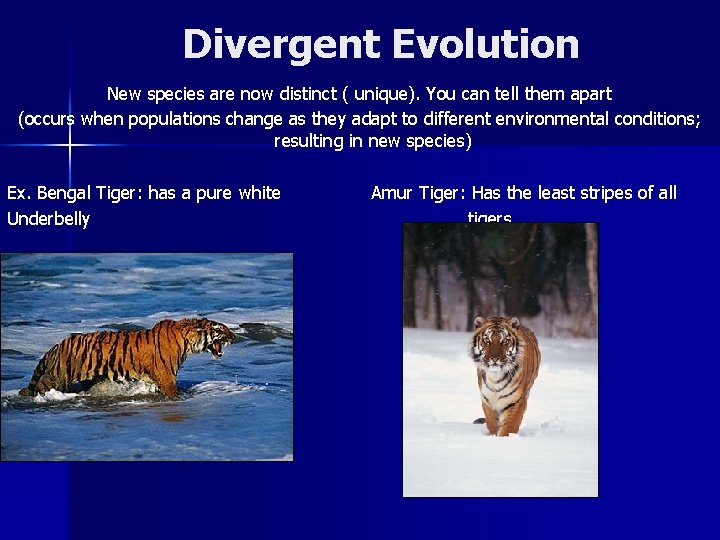 Divergent Evolution New species are now distinct ( unique). You can tell them apart