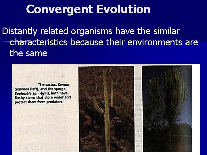 Convergent Evolution Distantly related organisms have the similar characteristics because their environments are the