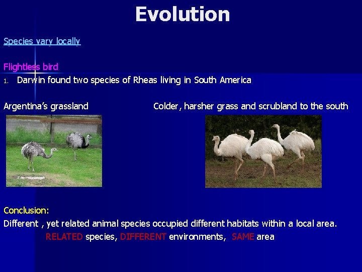 Evolution Species vary locally Flightless bird 1. Darwin found two species of Rheas living