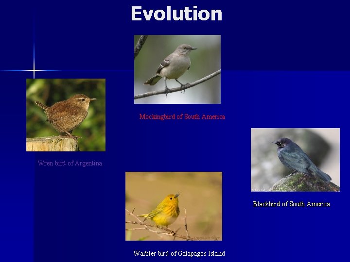 Evolution Mockingbird of South America Wren bird of Argentina Blackbird of South America Warbler